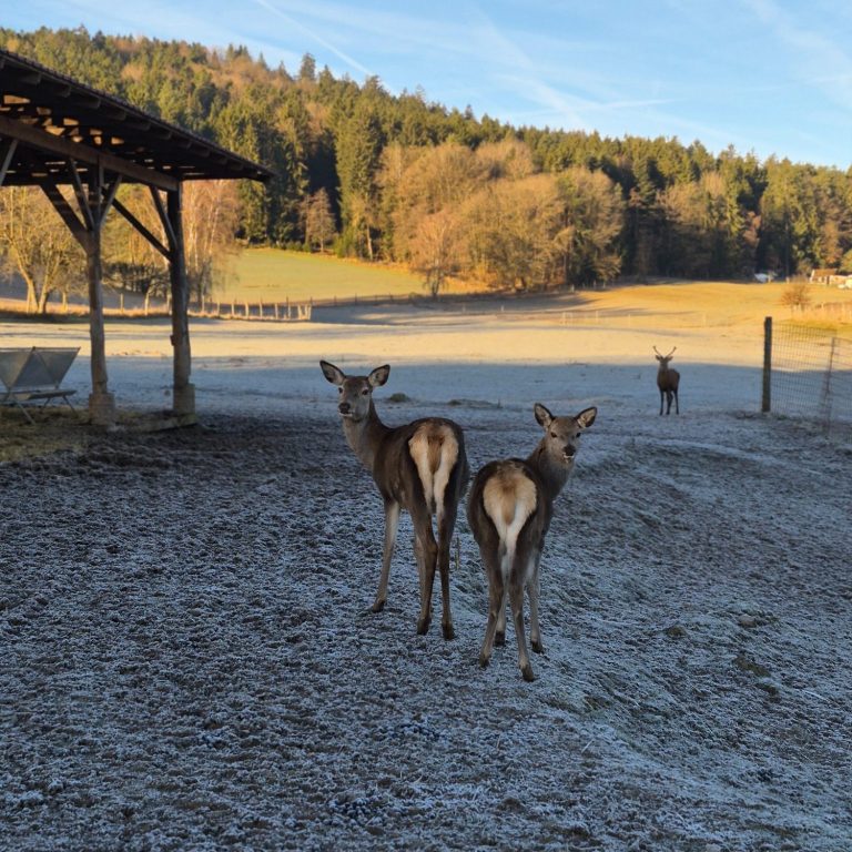 Rotwildgatter Bayerischer Wald