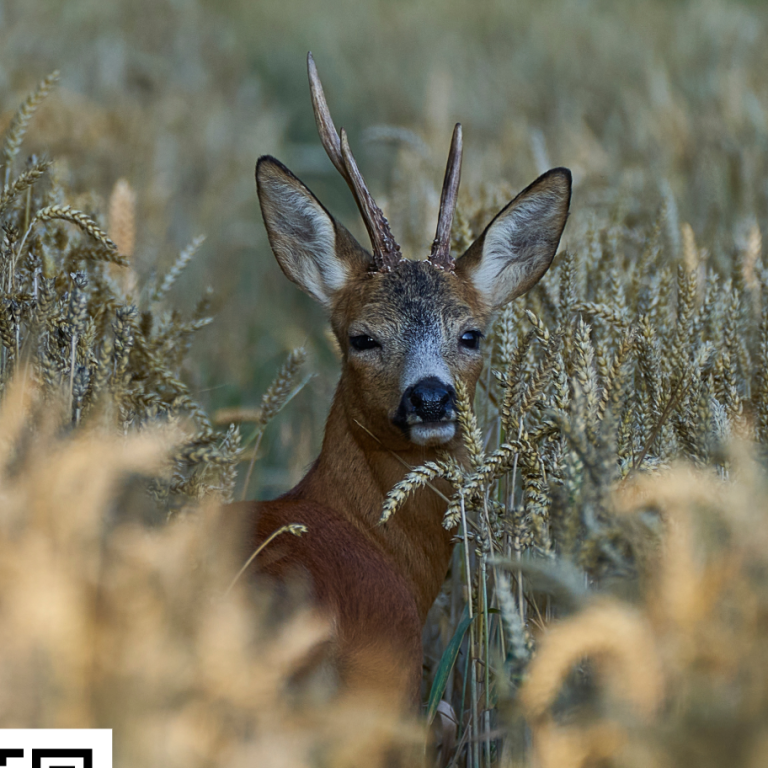 Wildbret vom Wildhof Rotwild vom Waldschrat aus dem Bayerischen Wald