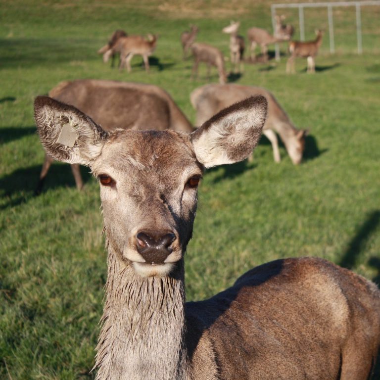 Unser Wildhof im Bayerischen Wald